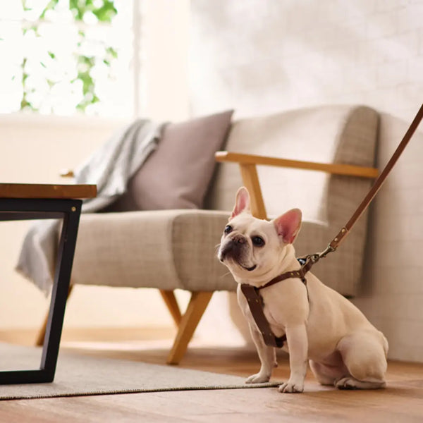 Bonbi Pets Tochigi Cowhide Leather Dog Harness Olive Green