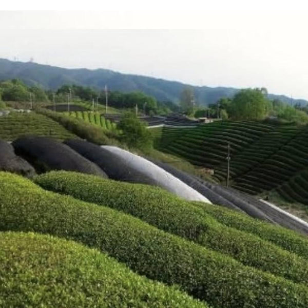 Harimaen Organic Kyoto Matcha Green Tea Powder In Tin Can 20g