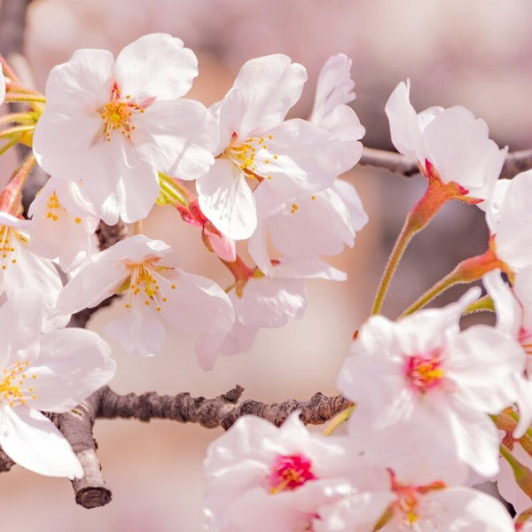 Hirosophy Cherry Blossom Essence Antiaging Sakura Face Mask 10 Sheets