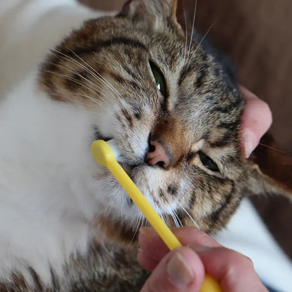 OraBio-Dog-and-Cat-Fragrance-Free-Toothpaste-With-Eggshell-Apatite-50g-3-2026-03-23T06:41:45.389Z.webp