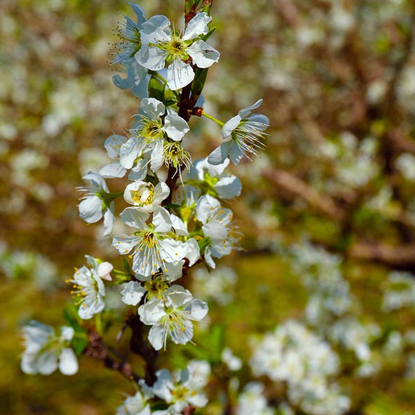 Sato No Akebono Kokuto Shochu & Sumomo Plum Juice Blend 300ml