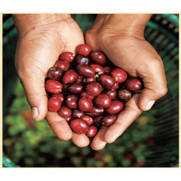 UCC Craftmans Drip Coffee Bag Rich Special Blend 36 Bags