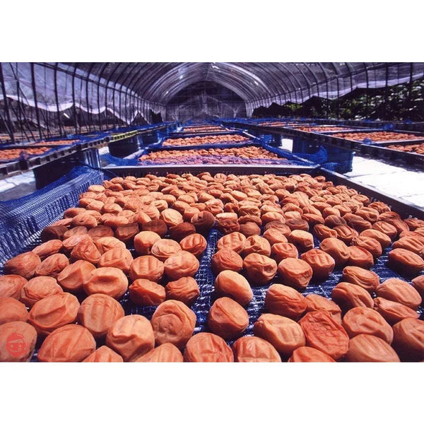 Umeboshi Sour Japanese Pickled Plums 500g