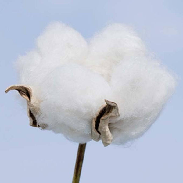 Cotton Labo Organic Cotton Sanitary Napkins 16 Pads