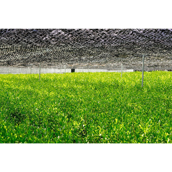 Magouemon Yamashiro Premium Uji Matcha Hand-Picked & Stone Milled 20g